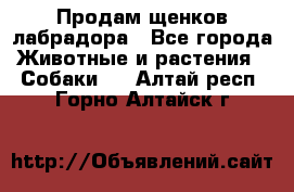 Продам щенков лабрадора - Все города Животные и растения » Собаки   . Алтай респ.,Горно-Алтайск г.